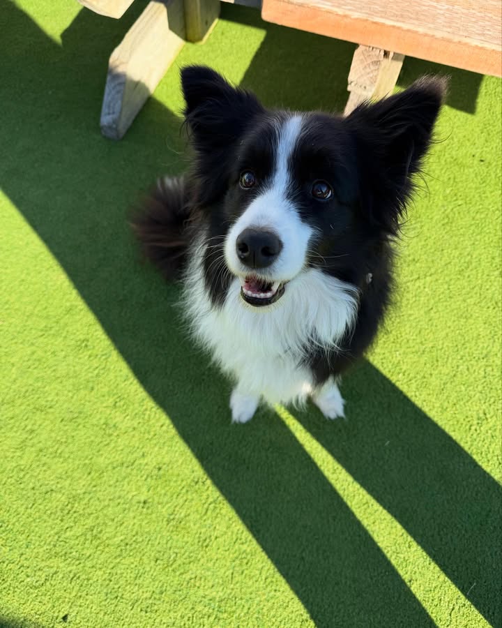 Featured image for “Dogs of the Bowlo: Fun, Food, and Furry Friends at Adamstown Bowlo”