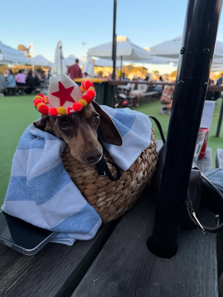 Featured image for “Dog-Friendly Weekend Live Music at ABC Bowlo Adamstown: Newcastle What’s On”